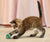 KONG Active Tennis Balls with Bells Cat Toy - RSPCA VIC
