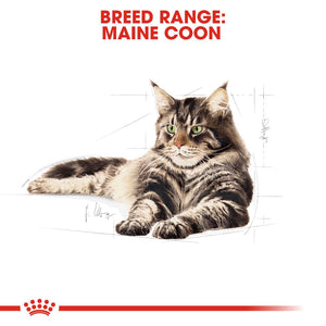 Royal Canin Maine Coon - RSPCA VIC